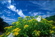 「初夏の高原」